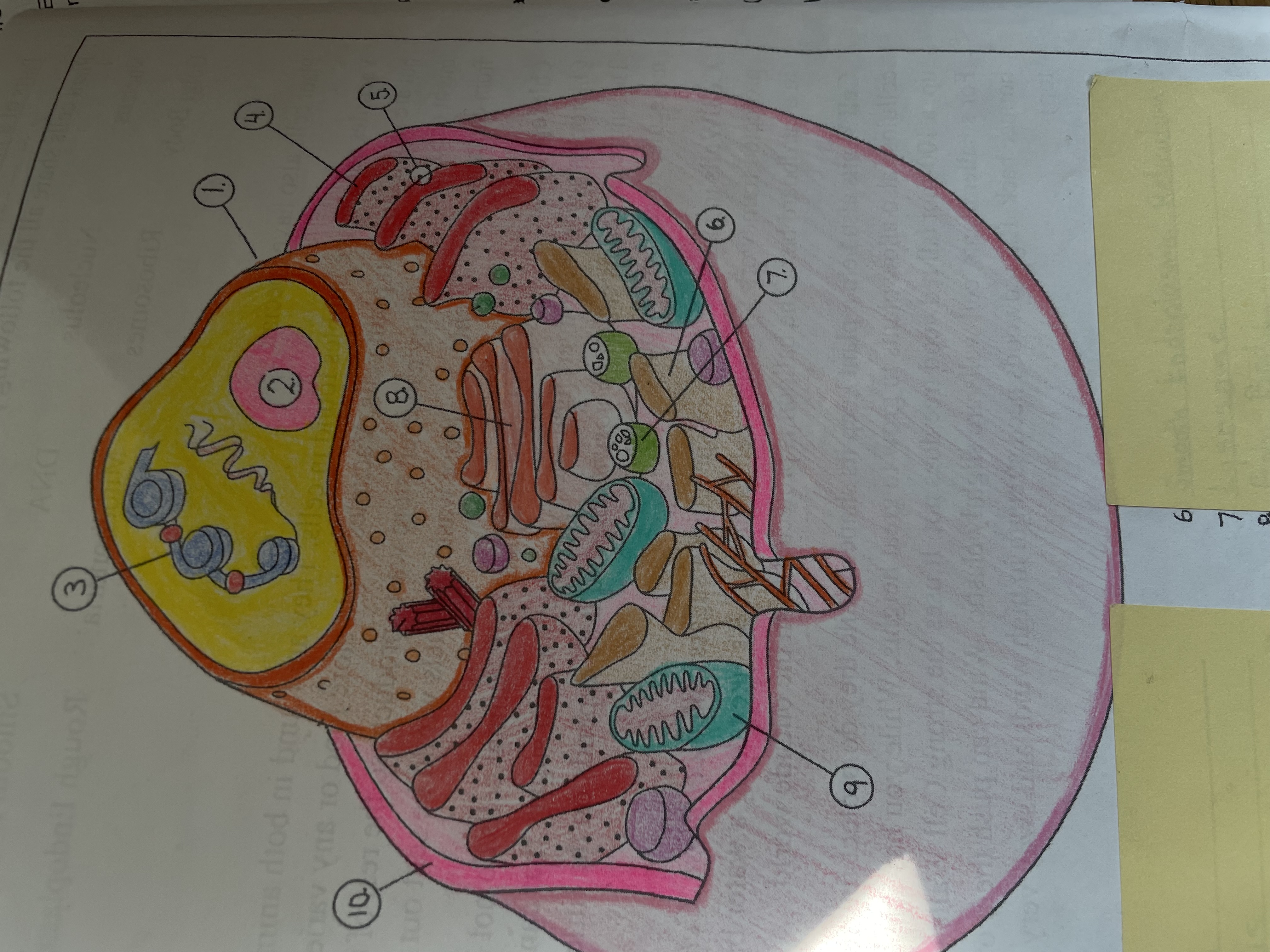 <p>SHORT ANSWER</p><p>Animal cell diagram </p>