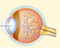 <p>transparent structure behind pupil that changes shape to focus images on the retina (focus light onto the retina, about 1/3, does fine tuning)</p>