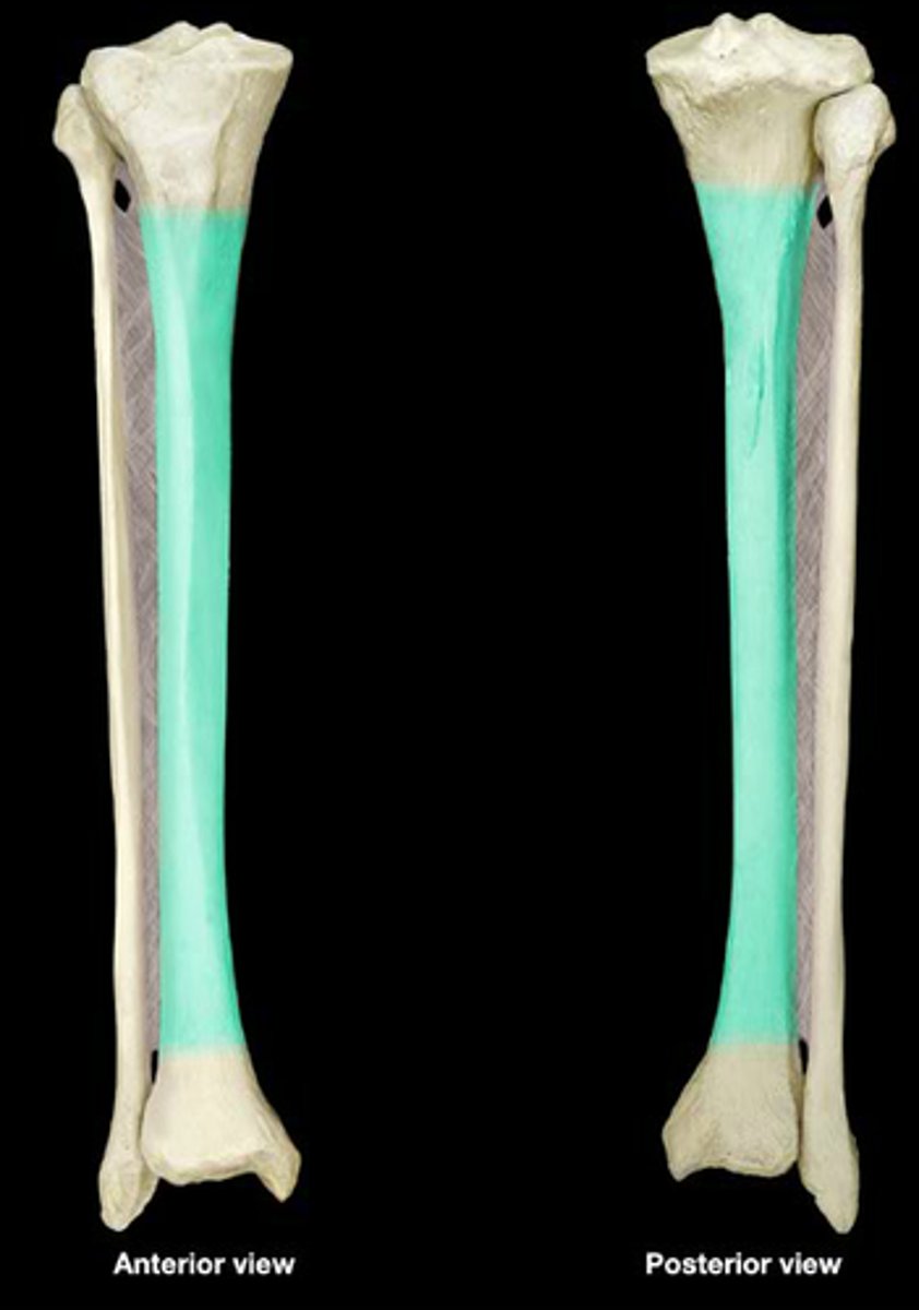 <p>The length of the bone excluding the two ends</p>