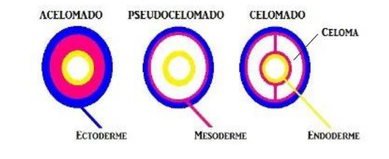 <p><mark data-color="yellow">espacio entre la pared del cuerpo y el tubo digestivo</mark>. El celoma es <u>verdadero si está rodeado por mesodermo</u> y es falso o pseudoceloma si no está completamente rodeado por mesodermo. Los individuos que no poseen celoma son conocidos como acelomados, y son menos evolucionados</p>