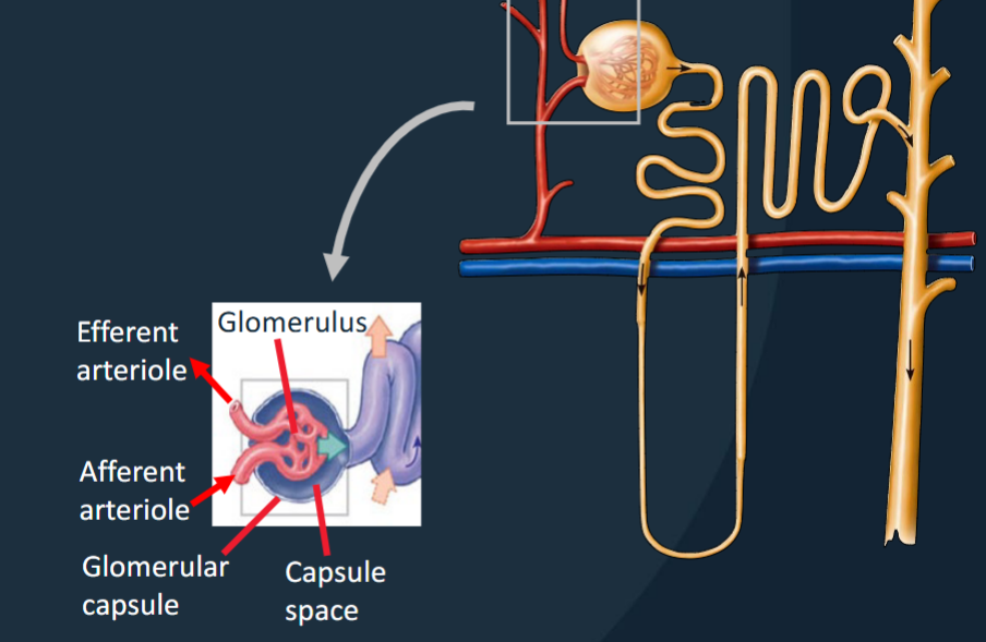 <p>Capillary network within the renal corpuscle where blood filtration occurs. </p><p><span style="color: rgb(29, 27, 27)">• Afferent arterioles – going in<br>• Efferent arterioles – going out<br>• Efferent are smaller diameter = ↑<br>glomerular pressure</span></p>