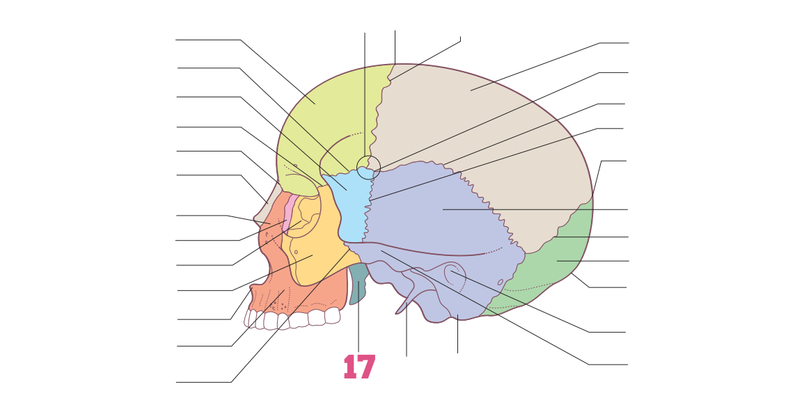 <p>17</p>