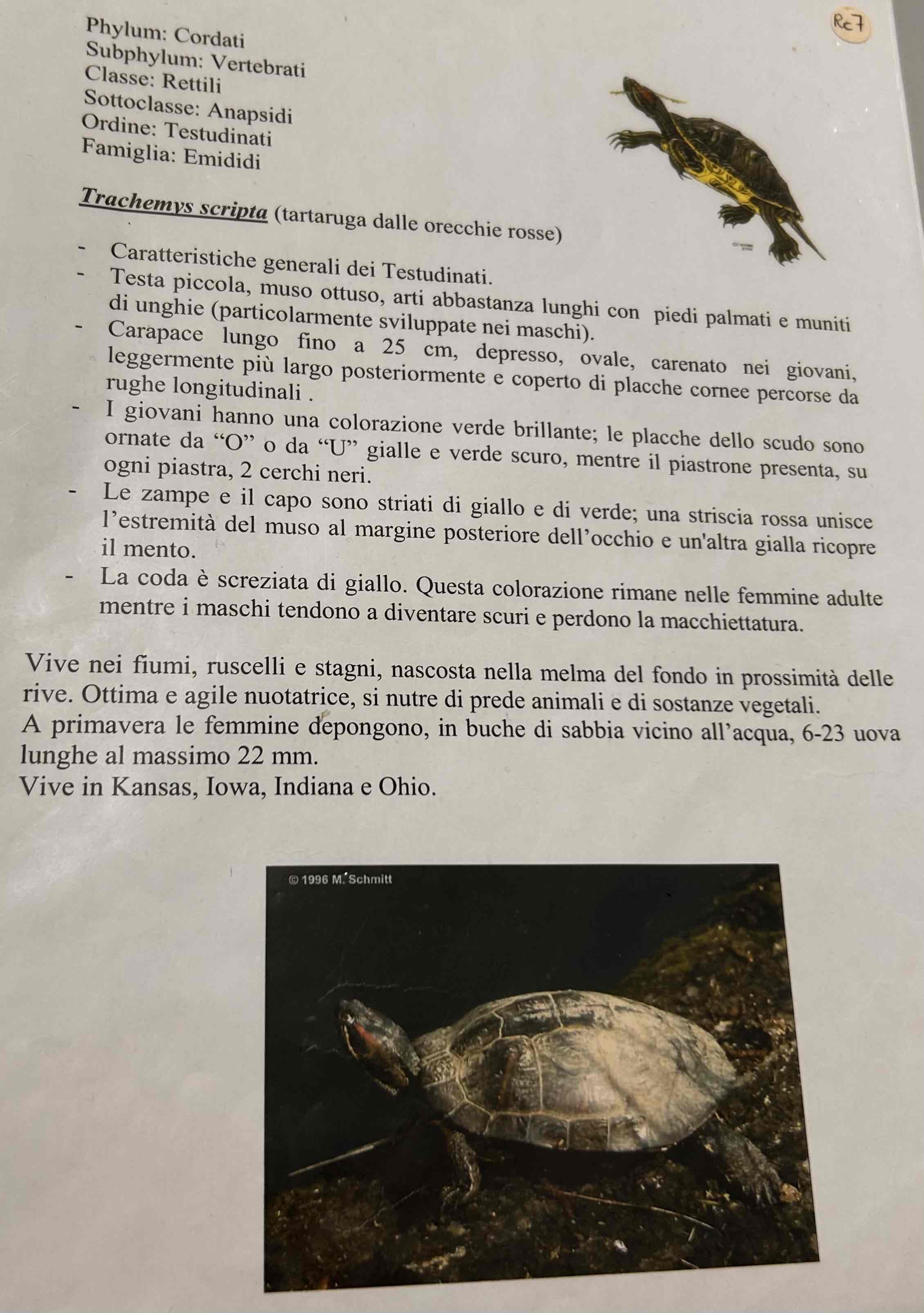 <p>Cordati</p><p style="text-align: start">Vertebrati</p><p style="text-align: start">Gnatostomi</p><p style="text-align: start">Tetrapodi</p><p style="text-align: start">Rettili</p><p style="text-align: start">Cheloni</p><p style="text-align: start">Trachemys scripta (tartaruga dalle orecchie rosse)</p>