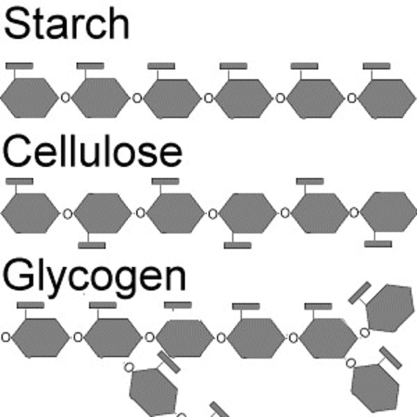 <p>-many simple sugars combine. Ex. glycogen, starch, cellulose<br>a) <b>Glycogen</b> - storage form of carbs in ANIMALS<br>- in liver and muscle cells<br>- ~700 glucoses, branched<br>b) <b>Starch</b> - storage form of carbs in PLANTS<br>- 2 forms - amylose, amylopectin<br>- ~1100 glucoses<br>c) <b>Cellulose</b> - in plants<br>- insoluble "fibre," in plant cell walls<br>- ~3000 glucoses. We cannot digest it, lack enzymes</p>