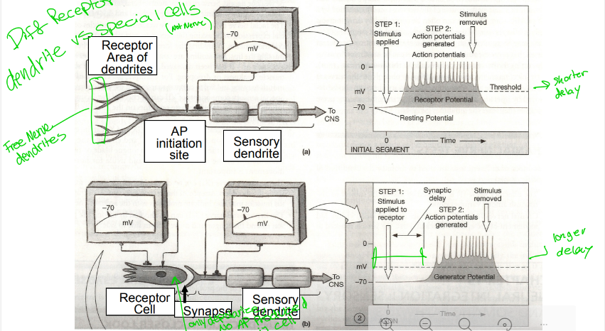 <p>Do specialized sensory receptor cells have a shorter or longer delay?</p>