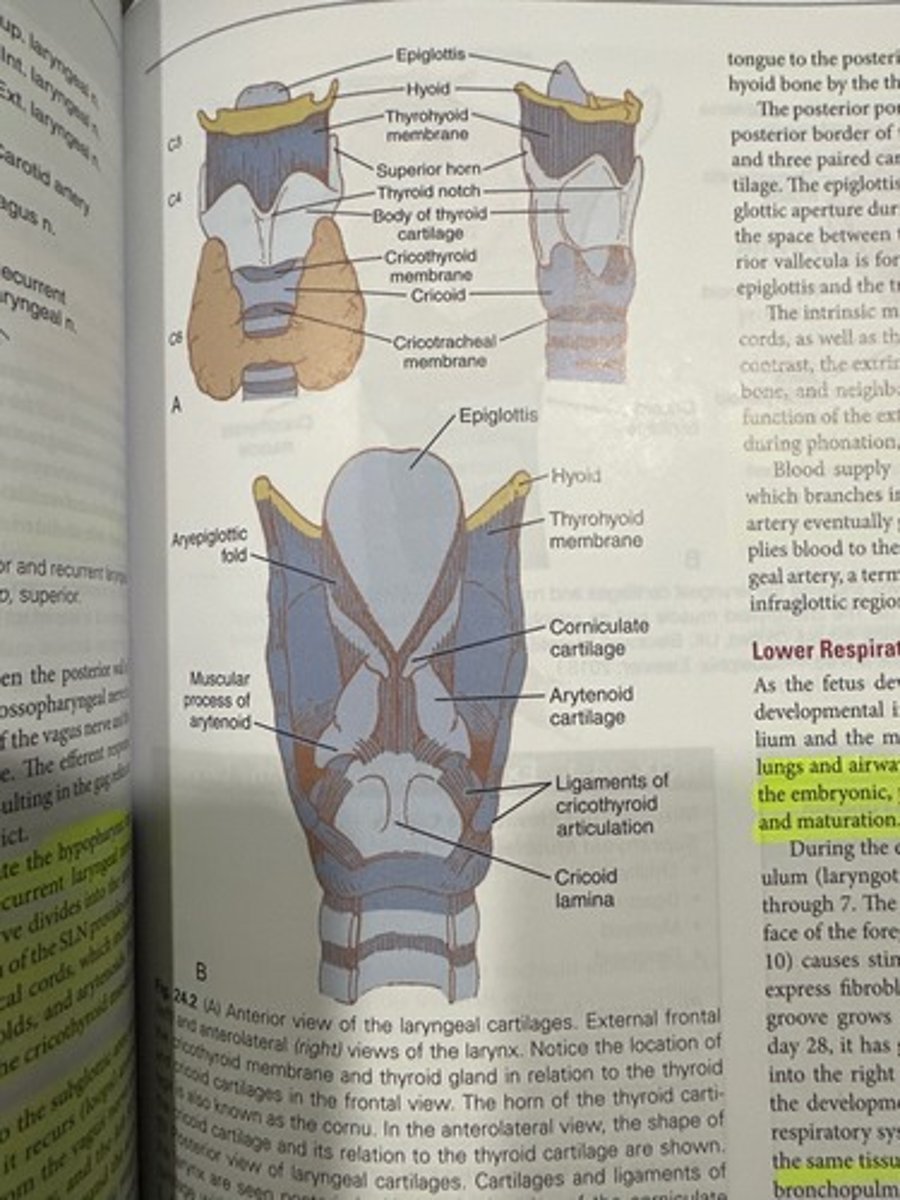 <p>- 1 bone</p><p>- 5 major cartilages</p><p>- 4 minor cartilages</p><p>- muscles</p><p>- ligaments and membranes</p>