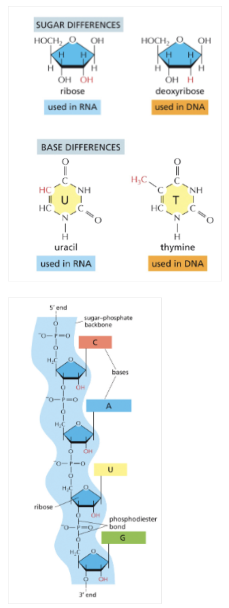 <ul><li><p>RNA CONTAINS A HYDROXYL (-OH) GROUP ON THE 2’ CARBON OF THE SUGAR</p></li><li><p>RNA CONTAINS URACIL INSTEAD OF THYMINE </p><ul><li><p>U PAIRS WITH A </p></li></ul></li><li><p>RNA IS SINGLE-STRANDED </p></li></ul><img src="https://knowt-user-attachments.s3.amazonaws.com/3d9390b3-d2c9-4102-84c6-0782bccc7935.png" data-width="100%" data-align="center"><p></p>