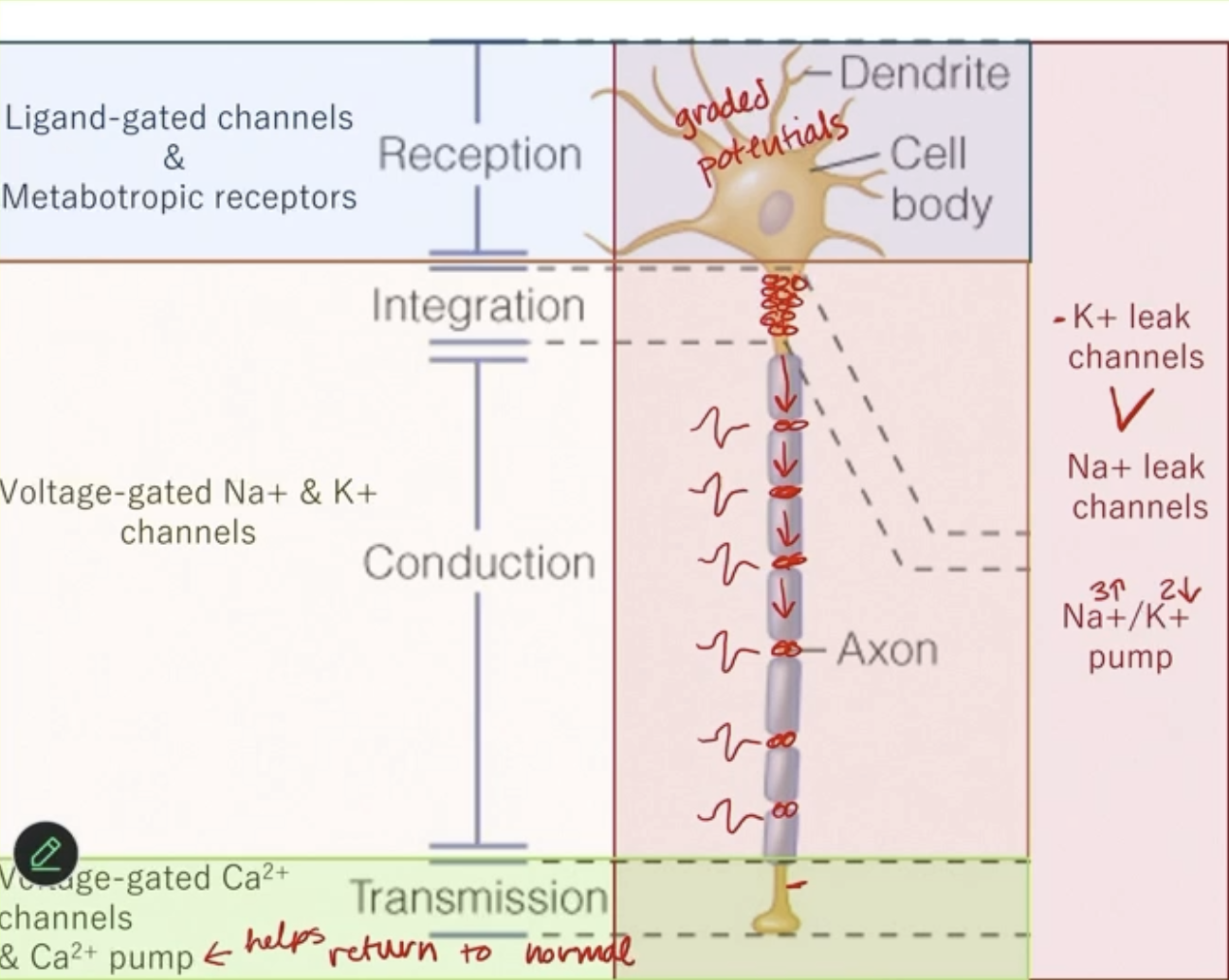 <ul><li><p>Soma + Dendrites = Ligand-gated channels and metabotropic receptors</p></li><li><p>Axon hillock = lots of Voltage-gated Na+ and K+ channels since need graded potentials to be large enough to reach threshold potential to fire an AP</p></li><li><p>Axon = lots of voltage-gated Na+ and K+ voltage-gated channels in Nodes of Ranvier</p></li><li><p>Terminal = Ca2+ channels and Ca2+ pump</p><ul><li><p>Calcium rushed in, then pumped out</p></li></ul></li></ul><p></p>
