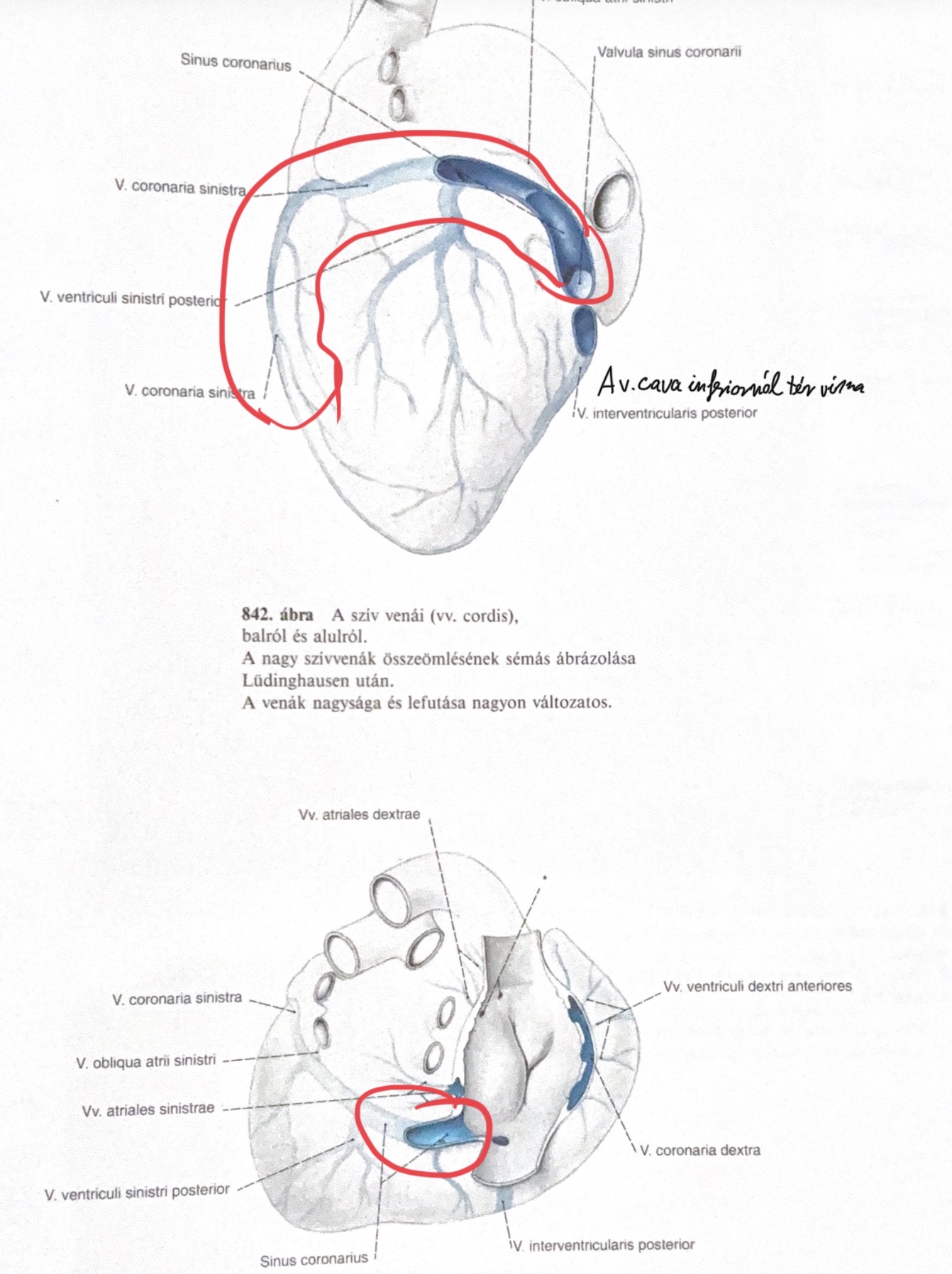 <p>sinus coronarius</p>
