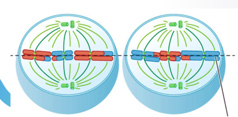 <p>what stage of meiosis is this?</p>