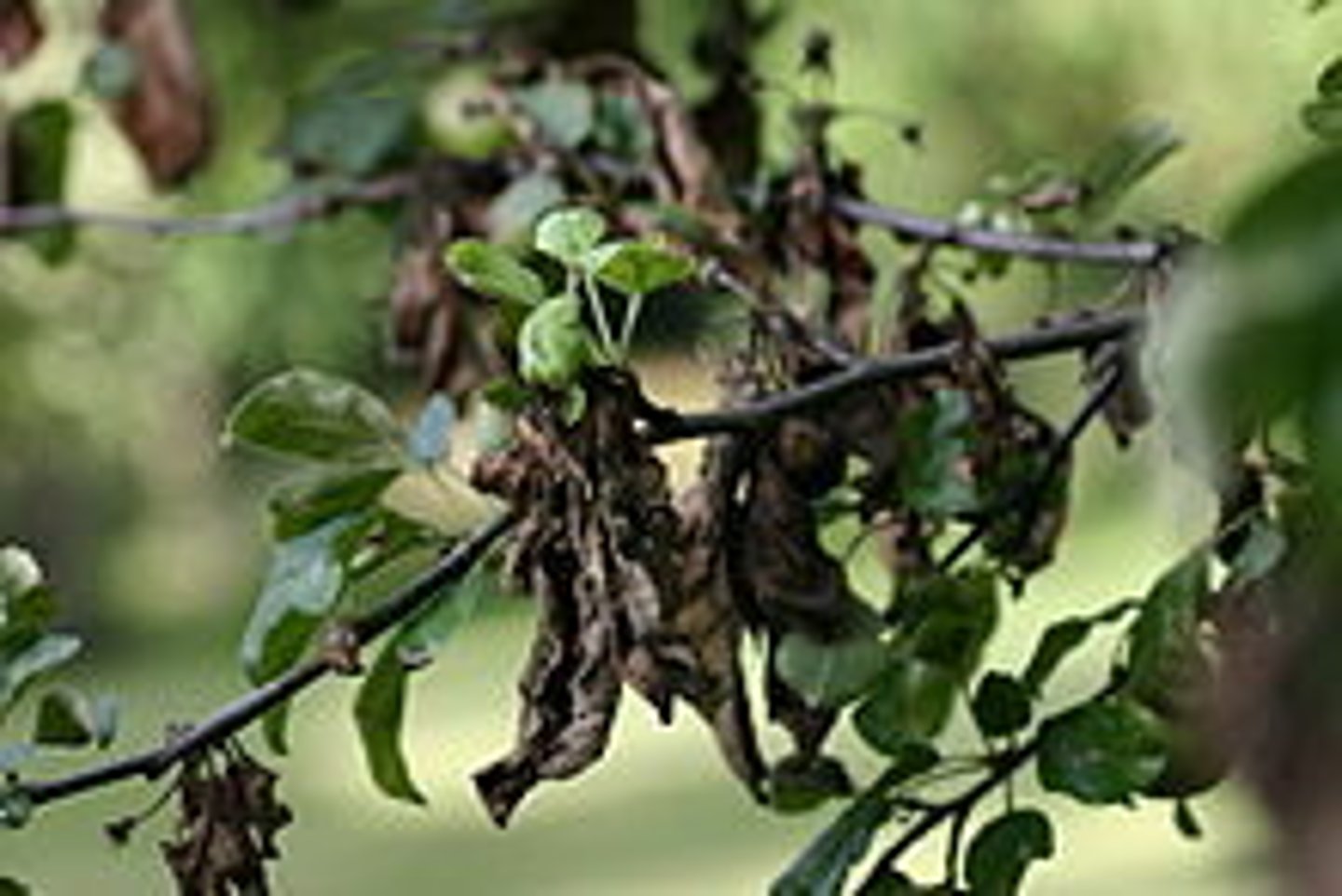 <p>(n.) a disease that causes plants to wither and die; a condition of disease or ruin; (v.) to destroy, ruin</p>
