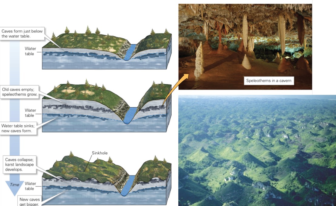 * water flows fastest where water most acidic → at water table
* sometimes top part collapses → sinks