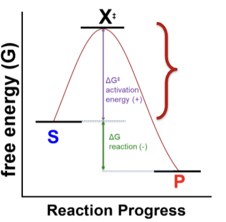 <p>The difference in energy the substrates and the transition state X‡. This is the activation energy ΔG‡. </p><p>ΔG‡ = GX‡ – GS</p>