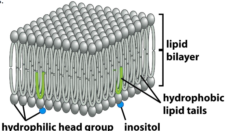<p><span>Lipid bilayers</span></p>