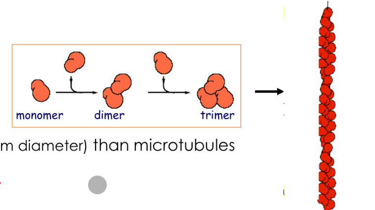 <p>2 polymers of globular actin (with Ca2+ helix structure)</p><p>-Actin free subunit bound to ATP </p><p>During polymerization, ATP is hydrolized toADP.</p><p>• More flexible and thinner than microtubules</p><p>• Usually branched.</p>