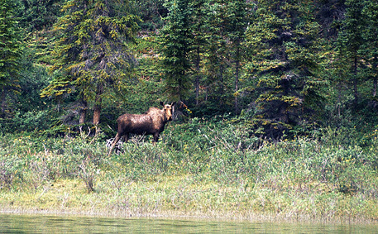 <p>biome with long cold winters and a few months of warm weather; dominated by coniferous evergreens; also called boreal forest</p>