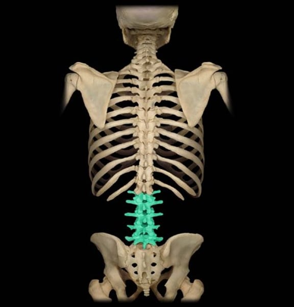 <p>Lower back, links to pelvis</p>