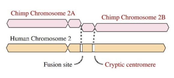 <ul><li><p><span style="background-color: inherit; line-height: 19.55px; color: windowtext;">Human chromosome (2) and chimp chromosome: in the past --&gt; telomerase (end of chromosomes) fused together between 2A and 2B</span><span style="line-height: 19.55px; color: windowtext;">&nbsp;</span></p><ul><li><p class="Paragraph SCXO91364228 BCX0" style="text-align: left;"><span style="background-color: inherit; line-height: 19.55px; color: windowtext;">One lineage humans: fusion event --&gt; happened only once</span><span style="line-height: 19.55px; color: windowtext;">&nbsp;</span></p><ul><li><p class="Paragraph SCXO91364228 BCX0" style="text-align: left;"><span style="background-color: inherit; line-height: 19.55px; color: windowtext;">Individual survived (all genes there but just rearranged)</span><span style="line-height: 19.55px; color: windowtext;">&nbsp;</span></p></li><li><p class="Paragraph SCXO91364228 BCX0" style="text-align: left;"><span style="background-color: inherit; line-height: 19.55px; color: windowtext;">Arrangement was very adaptive --&gt; passed through generations until all humans have 23 chromosome pairs</span><span style="line-height: 19.55px; color: windowtext;">&nbsp;</span></p></li></ul></li><li><p class="Paragraph SCXO91364228 BCX0" style="text-align: left;"><span style="background-color: inherit; line-height: 19.55px; color: windowtext;">Fusion event happened before ancestors started radiating around the world (5-6 million years ago)</span><span style="line-height: 19.55px; color: windowtext;">&nbsp;</span></p></li></ul></li></ul><p></p>
