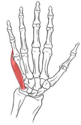 <p>Abductor Digiti Minimi</p>
