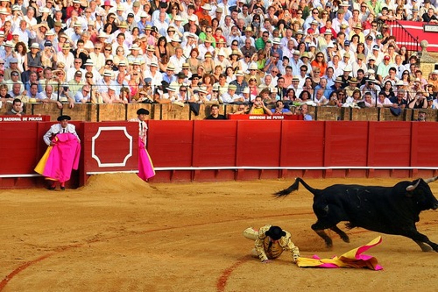 <p>to fight bulls in the bullring</p>