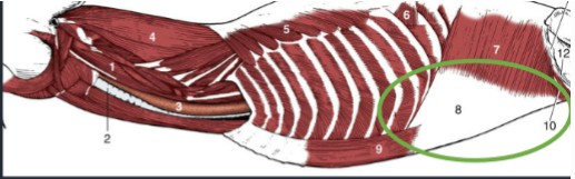 <p>a flat sheet of tendinous connective tissue that attaches muscle to bone, common in trunk muscles</p>