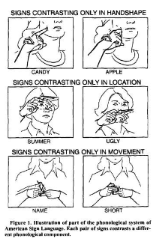 <p class=""><strong>Study Overview:</strong></p><ul><li><p class=""><strong>Participants:</strong> 24 users of <strong>American Sign Language (ASL)</strong>.</p></li><li><p class=""><strong>Task:</strong> Recall visually presented signs.</p><ul><li><p class=""><strong>Conditions:</strong> Suppressed (no rehearsal) vs. not-suppressed (rehearsal allowed).</p></li><li><p class=""><strong>Stimuli: </strong>similar vs dissimilar signs</p></li></ul></li></ul><p> </p><p class=""><strong>Key Findings:</strong></p><ul><li><p class=""><strong>Worse recall</strong> in the <strong>suppressed condition</strong> → shows importance of rehearsal.</p></li><li><p class="">A <strong>similarity effect</strong> was found:</p><ul><li><p class="">Similar signs were <strong>harder to remember</strong>.</p><ul><li><p class="">Mirrors the <strong>phonological similarity effect</strong> seen in hearing individuals.</p></li></ul></li></ul></li></ul><p></p>