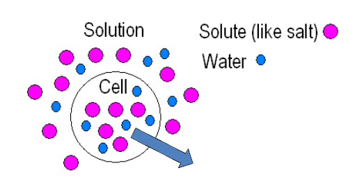 <p><span style="background-color: transparent;">The solute concentration is greater outside the cell, therefore water will flow outside the cell.</span></p>