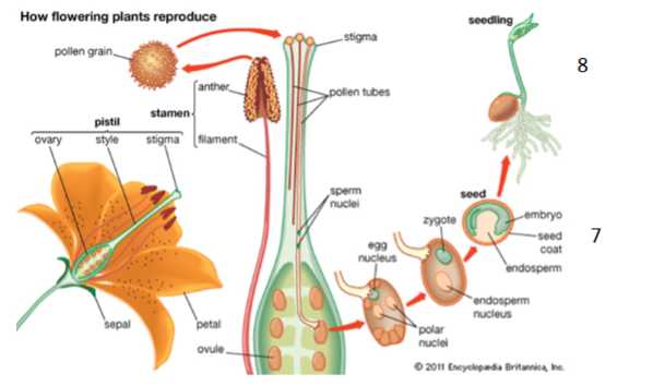 <p>What stages of plant reproduction are shown in 7 and 8?</p>