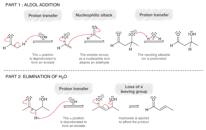 <p>part 1: aldol addition</p><p>proton transfer (deprotonation to form enolate)</p><p>nucleophilic attack (enolate attacks aldehyde)</p><p>proton transfer (protonation of alkoxide)</p><p>part 2: elimination of H2O</p><p>proton transfer (deprotonation of alpha position)</p><p>loss of leaving group (hydroxide is ejected)</p>