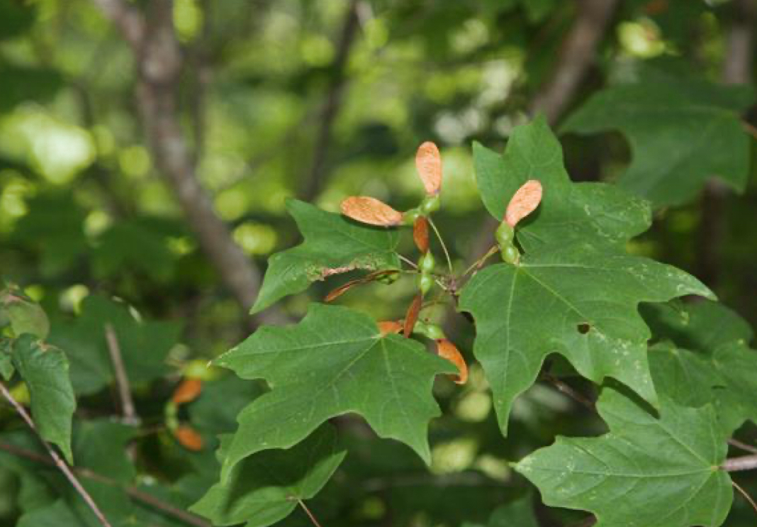 <p>chalk maple</p>