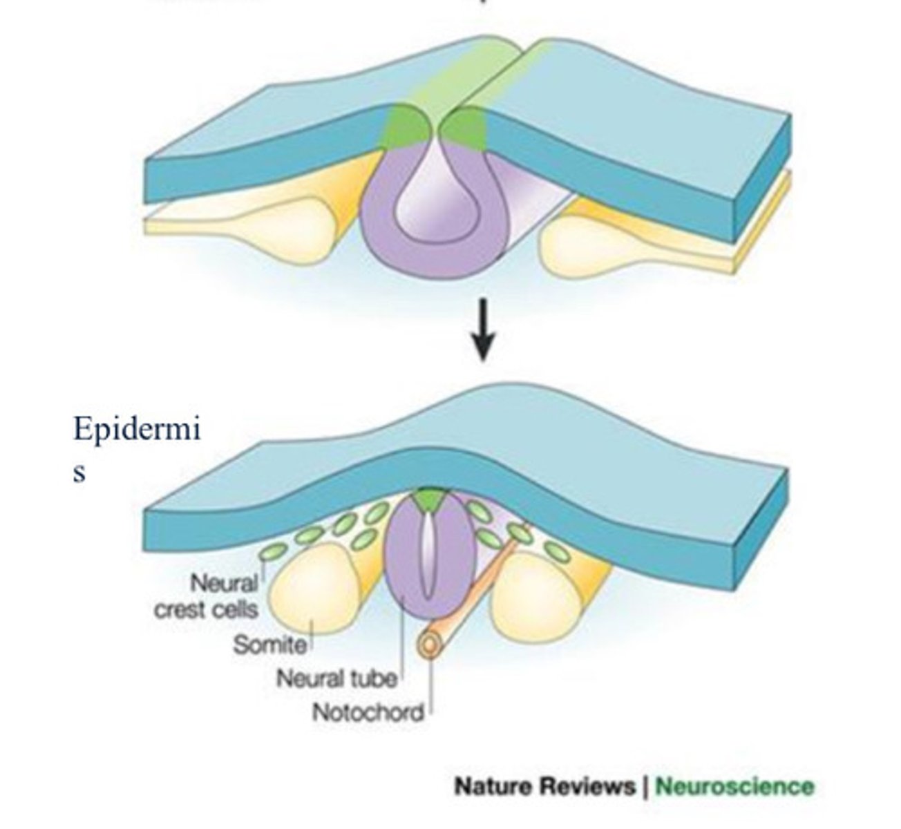 <p>one of the paired, repeating blocks of tissue located on either side of the notochord in the early embryo</p>