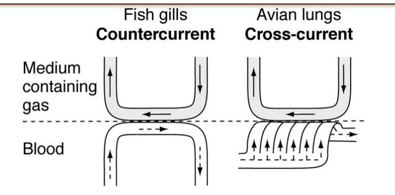 <p>Birds</p><p>Air flows L to R and loses oxygen to blood; blood flowing across the air gains oxygen </p><p>• Creates gradient for oxygen transfer</p>