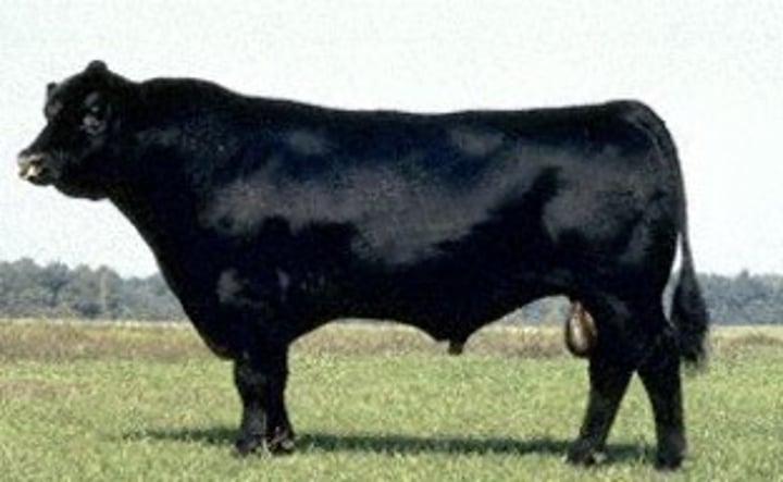 <p>Native to Angus (near Scotland)</p><p>• <span class="bgP">Most popular beef breed in the US</span></p><p>• Always black in color</p><p>• Can produce Red Angus</p><p><span class="bgP">• Known for Marbling Ability</span></p>
