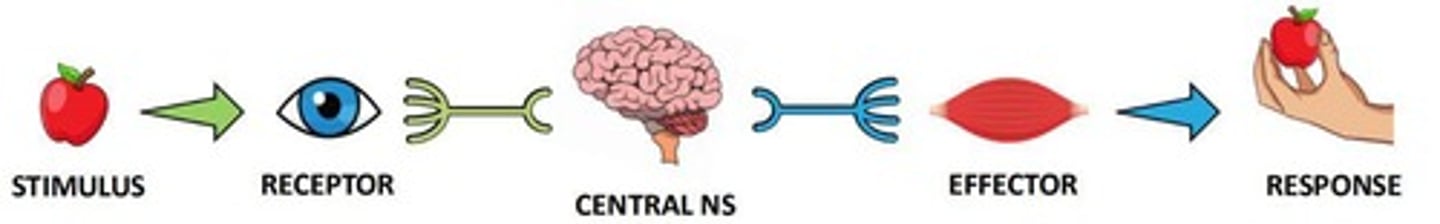 <p>A pathway where stimuli are converted into electrical impulses by receptors, leading to a response by effectors.</p>