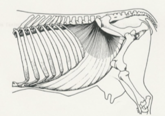 <p>internal abdominal oblique muscle</p>
