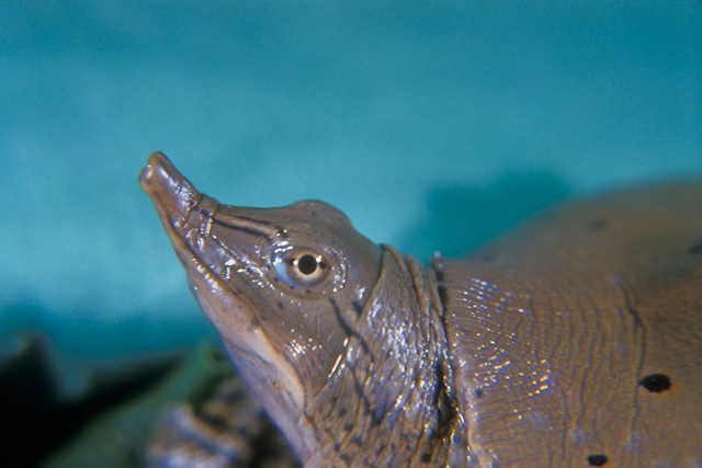 <p><span style="font-family: times new roman">Eastern Spiny Softshell</span></p>