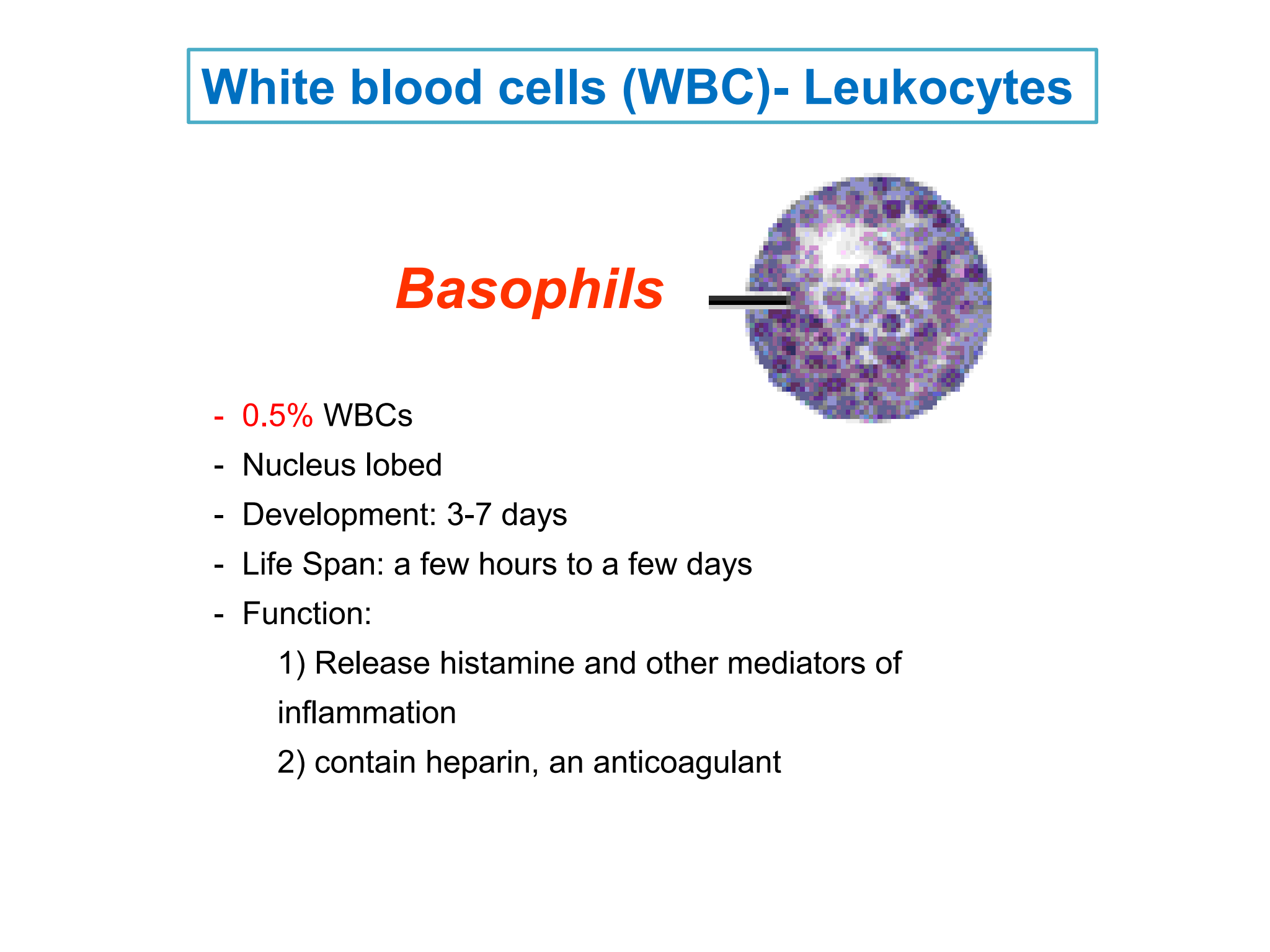 <p>Basophils</p>