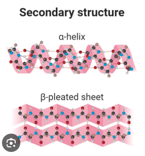 <p>They allow the polar backbone to exist within the hydrophobic protein core.</p>