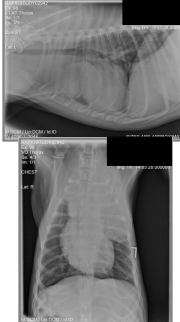 <p>Staging diagnostics for canine lymphoma </p>