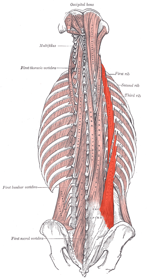 <p>Iliocostalis <strong>INNERVATION</strong></p>