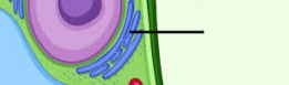 <p>it transports materials within the cell</p>