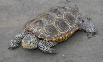 <p>Malaclemys terrapin terrapin</p>