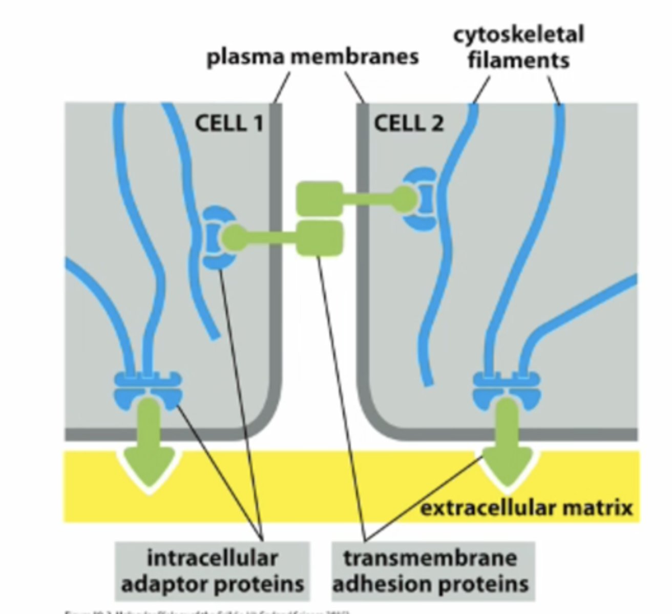 <p>Protines that spans the PM that helps anchor cytoskeleton filaments --&gt; helps cell-cell adhesions</p>