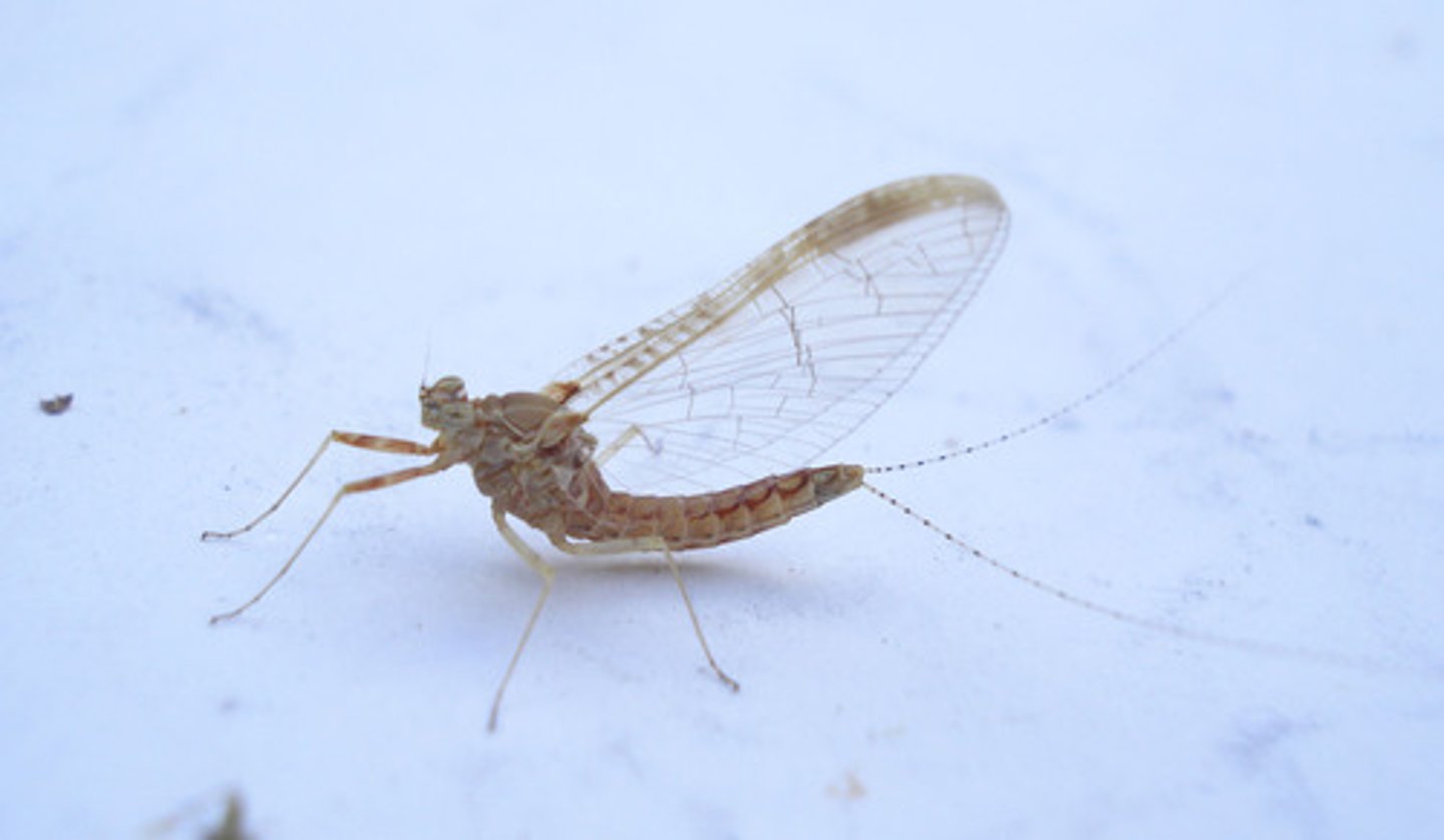 <p>Mayflies</p>