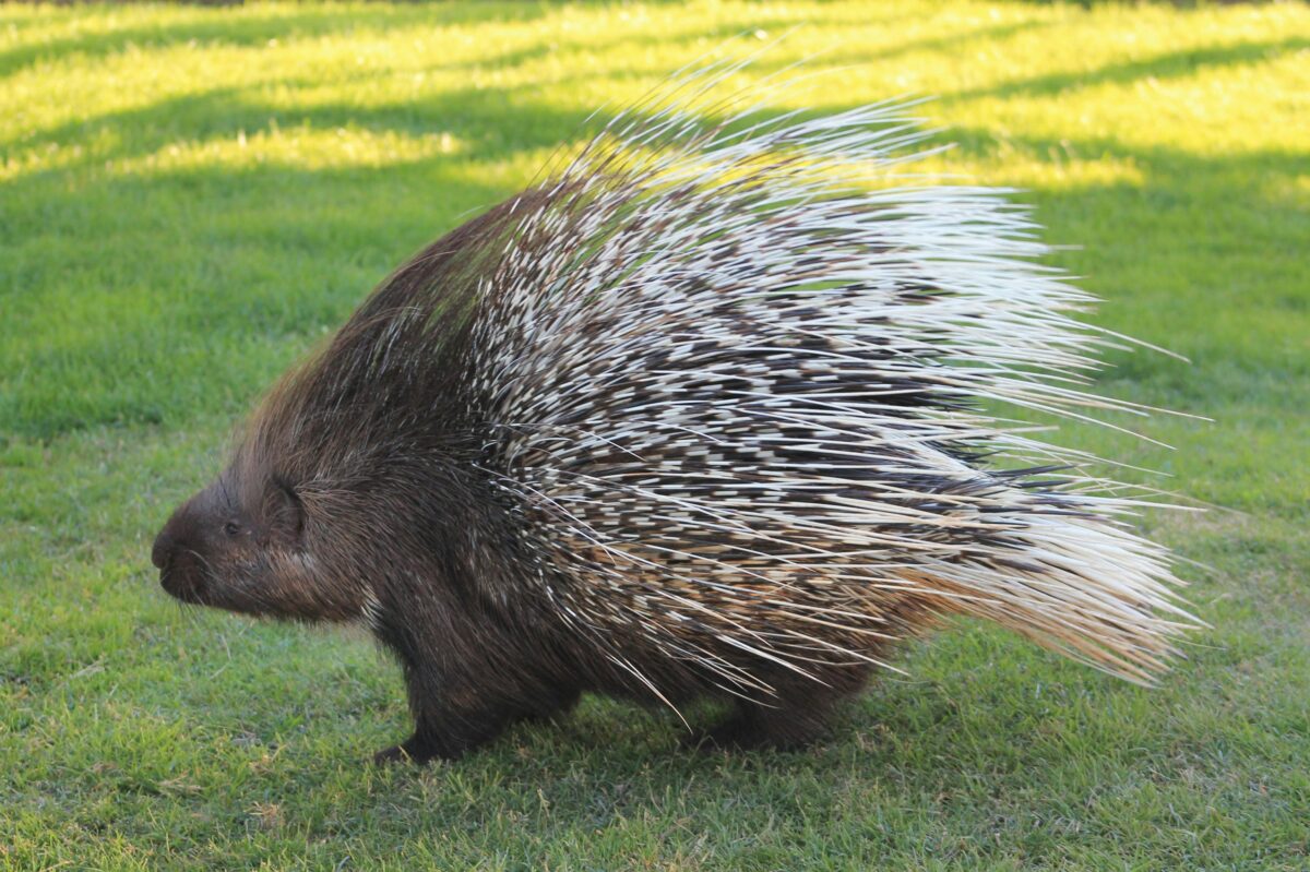 <p>porcupine(n)</p>