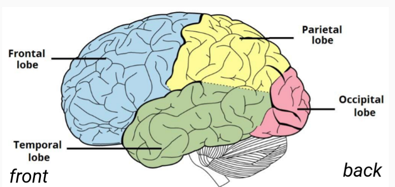 <ol><li><p>frontal lobe</p></li><li><p>temporal lobe</p></li><li><p>parietal lobe</p></li><li><p>occipital lobe</p></li></ol><p></p>