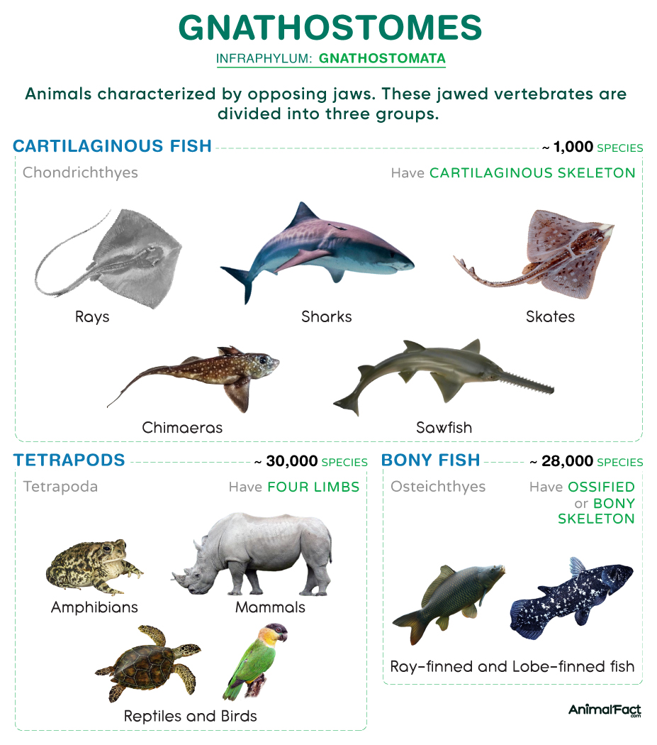 <p>-Jawed</p><p>-Clade Osteichthyes (Bone skeleton)</p><p>-Class Chondrichthyes (Cartilage skeleton)</p>