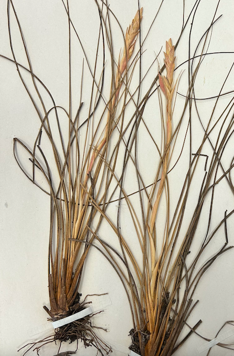 <p>Poales</p><p><span style="background-color: transparent;"><span>Bromeliaceae</span></span></p>