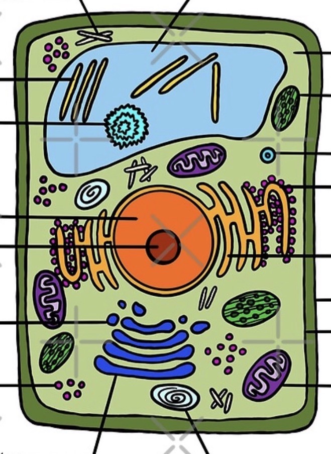 <p>Name each of these organelles</p><p></p>