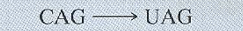 <p>What protein level mutation is this image an example of?</p>